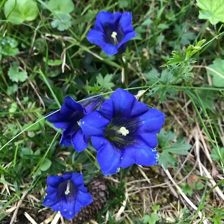 Schneiderhof * Ζέεφελντ